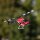 Blade Bell 206 Jet Ranger 235 CP RTF Basic with SAFE